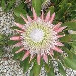 Protea cynaroides Flower