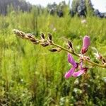 Desmodium canadense