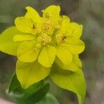 Euphorbia verrucosa Flower