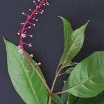 Phytolacca rivinoides Other