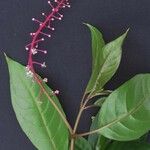 Phytolacca rivinoides Inny