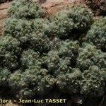 Lasiopogon muscoides Alkat (teljes növény)
