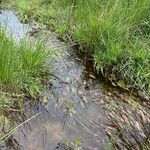Potamogeton polygonifolius Likasa
