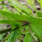 Scutellaria galericulata Кара