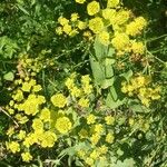 Bupleurum longifolium Flower