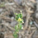 Linaria arenaria Kvet