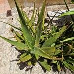 Aloe secundifloraLeaf