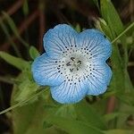 Nemophila menziesii Květ