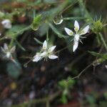 Micranthes petiolaris Flower