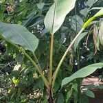 Musa mannii Plante entière