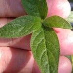 Alternanthera sessilis Leaf