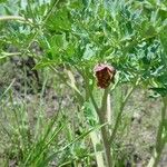 Paeonia brownii आदत