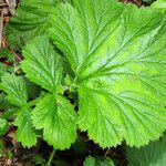 Geum macrophyllum Libunga