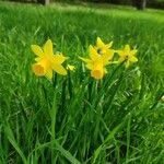 Narcissus jonquilla Květ
