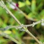 Salvia microphylla چھال