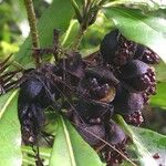 Pittosporum coccineum Fruchs