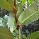 Humiria balsamifera Koor