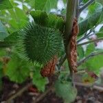 Datura innoxia Frutto