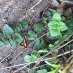 Origanum vulgareLeaf