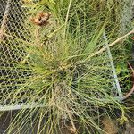 Tillandsia juncea 葉