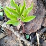 Aegopodium podagraria Blad