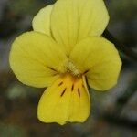 Viola demetria Flower