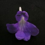 Barleria strigosa Blüte