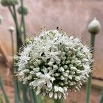 Allium cepa Fiore