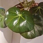 Begonia hydrocotylifolia Ліст