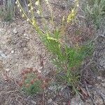 Reseda stricta Flower