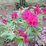 Rhododendron yakushimanum Habit