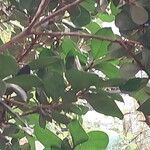 Mimusops caffra Leaf