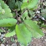 Kalanchoe pinnata Folla