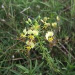 Polanisia erosa Hábito