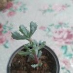 Lampranthus deltoides Leaf