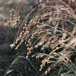 Panicum miliaceum Frucht