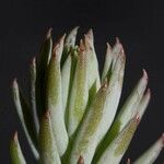 Dudleya virens Hoja