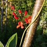 Phaseolus coccineus 花