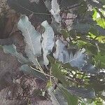 Ficus nymphaeifolia Feuille