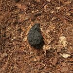 Isolona hexaloba Fruto