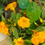 Tropaeolum minus Flower