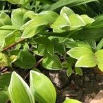 Polygonatum biflorum Blad