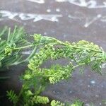 Lepidium didymum Плод