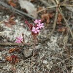 Pistorinia hispanica Flower