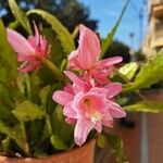 Disocactus phyllanthoides Kvet