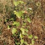 Crataegus laevigataFoglia