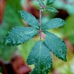 Rubus rudis Leaf