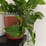 Epipremnum aureum Hoja