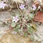 Campanula topaliana Feuille