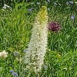 Eremurus himalaicus Blomst